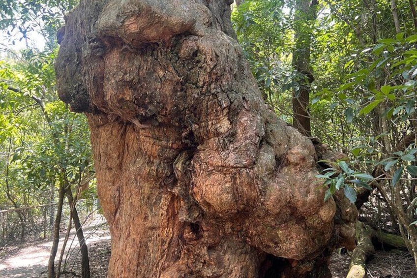 A large tree with a thick trunk and a rough bark texture. 3