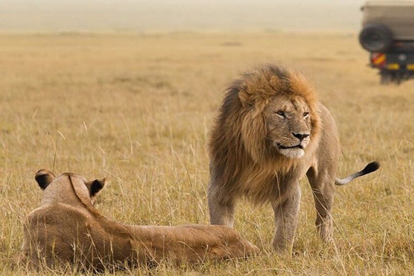 A lion standing in a grassy field with a vehicle in the background. 4
