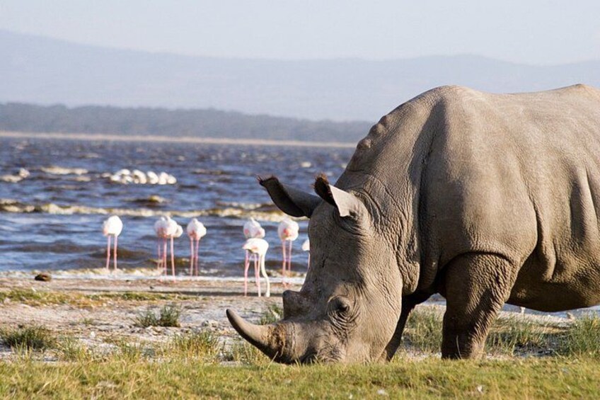 A rhinoceros grazing near a body of water with flamingos in the background. 3