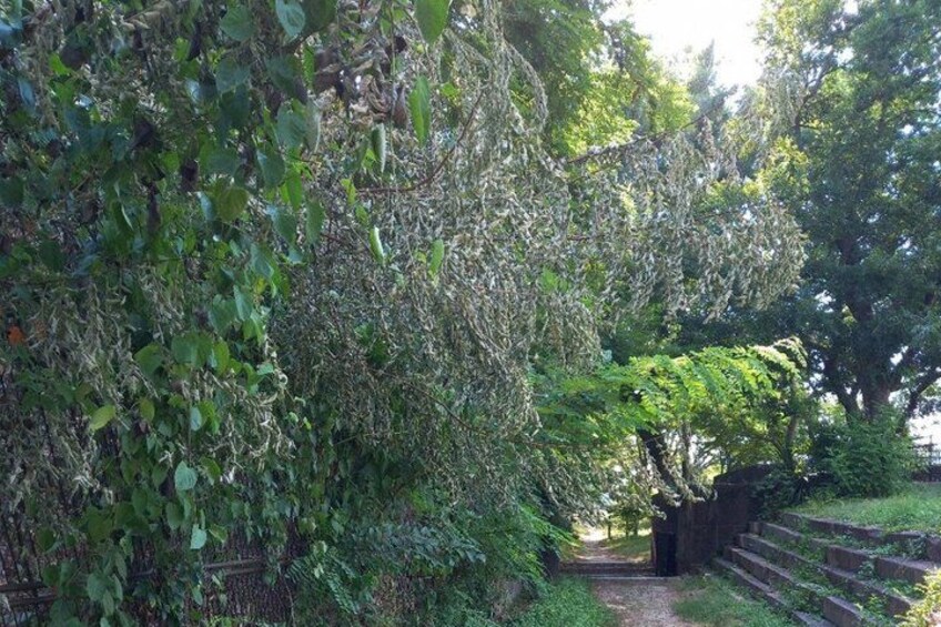 Ein Pfad, der von dichtem Grün gesäumt wird, mit einer Holztreppe, die hinaufführt. 5