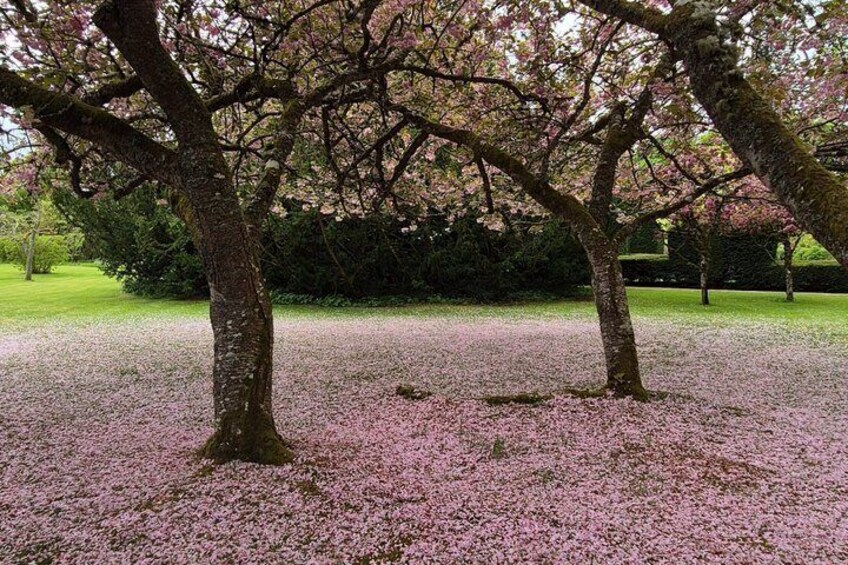 Kirsebærtræer i fuldt flor, et græsklædt parkområde og en fjern hæk. 2