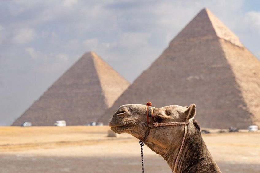 A camel in the foreground with the Great Pyramids of Giza in the background. 1