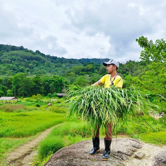 A person holding a bundle of grass, standing on a rock with a lush green landscape and a hill in the background. 4