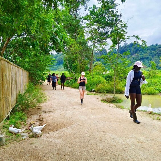 A dirt path with people walking, surrounded by greenery and a bamboo fence. 3