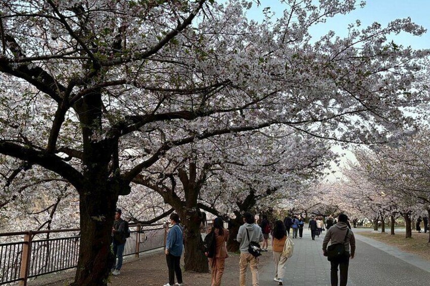 Un sendero bordeado de cerezos en flor con gente caminando. 5