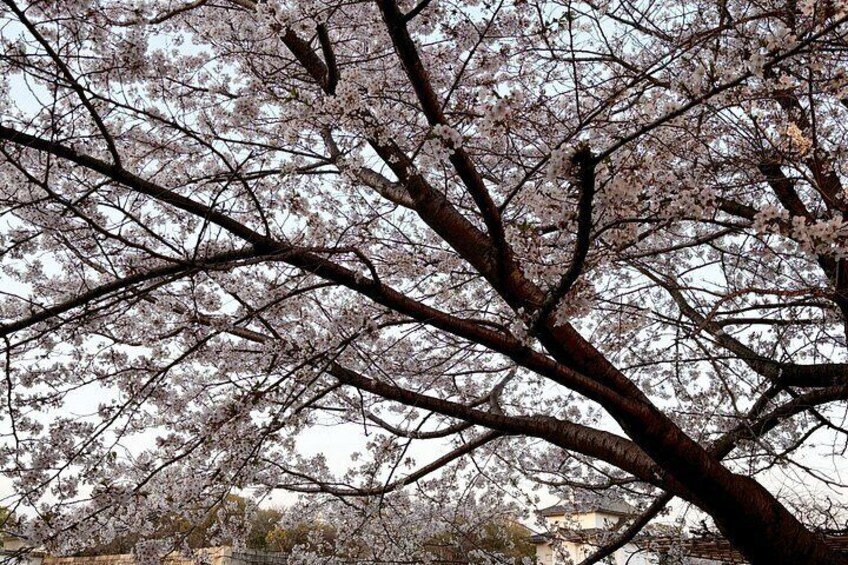 Un árbol con flores rosadas contra un cielo nublado. 2