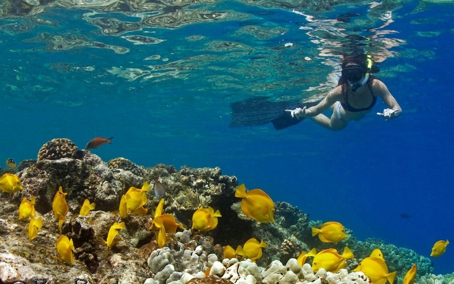 A diver swimming among coral reefs with yellow fish. 1