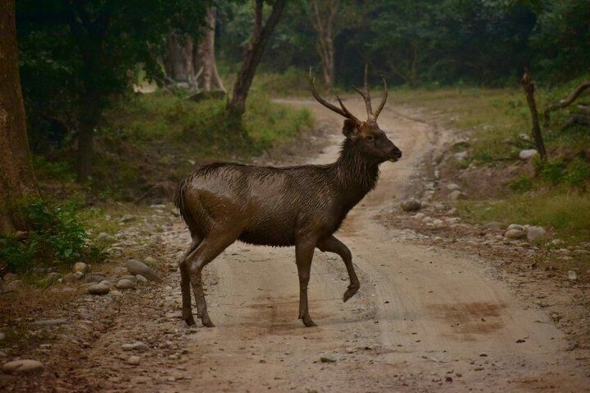 Jaipur Jhalana Amagarh Leopard Reserve 4x4 Jeep Safari 2