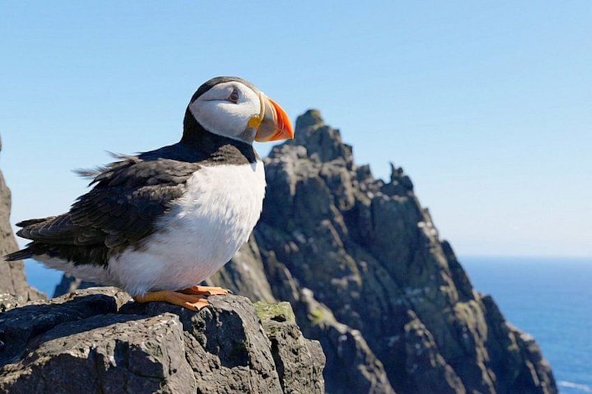 A puffin on a rocky cliff with the ocean in the background. 1