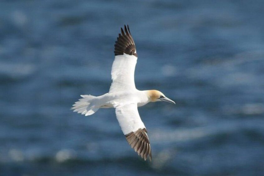 Skellig Michael Seabird Photography Small Group from Kenmare 5