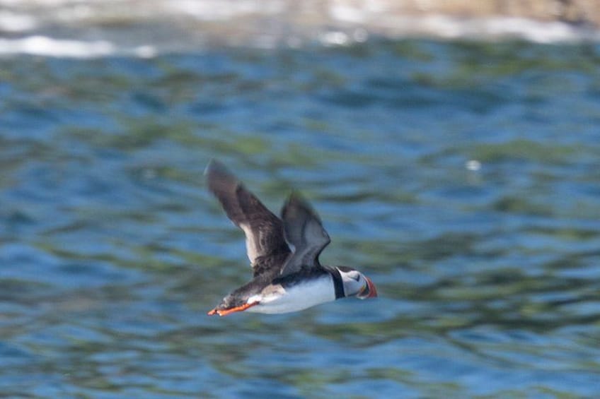 Skellig Michael Seabird Photography Small Group from Kenmare 3