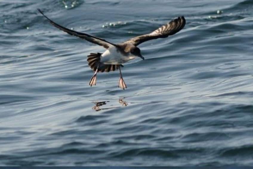 Skellig Michael Seabird Photography Small Group from Kenmare 2