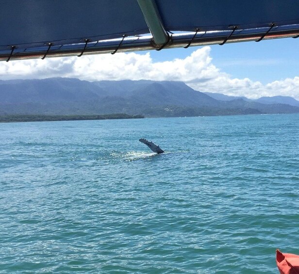 A whale breaching the water, mountains in the background, and a clear sky. 1