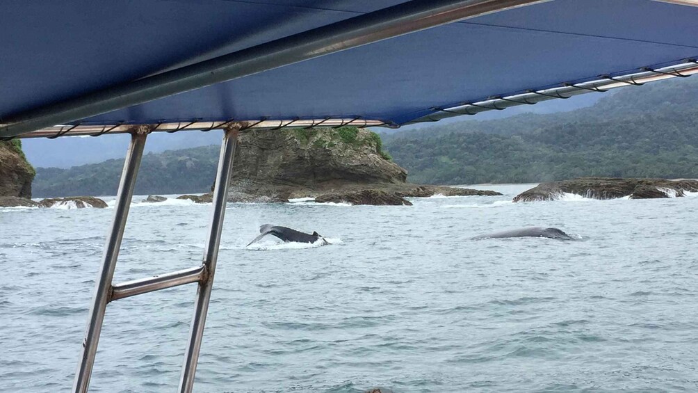 A boat with a blue canopy, rocky coastline, and two whales in the water. 2