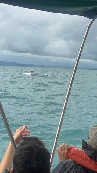 A boat with two people observing a whale in the water. 3