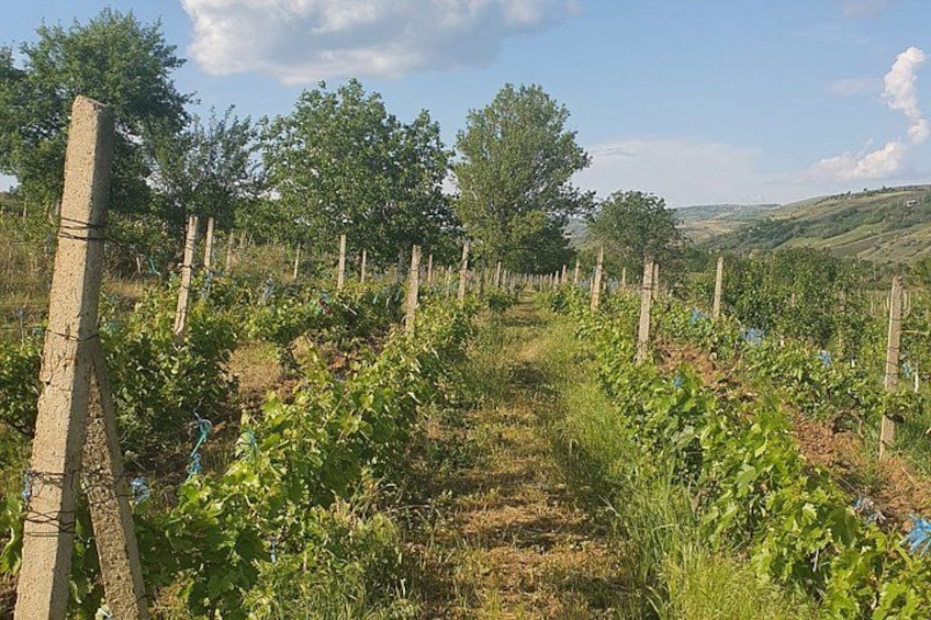 Mud Volcanoes and Dealu Mare Wine Tasting Late Start 1 Day Trip 2