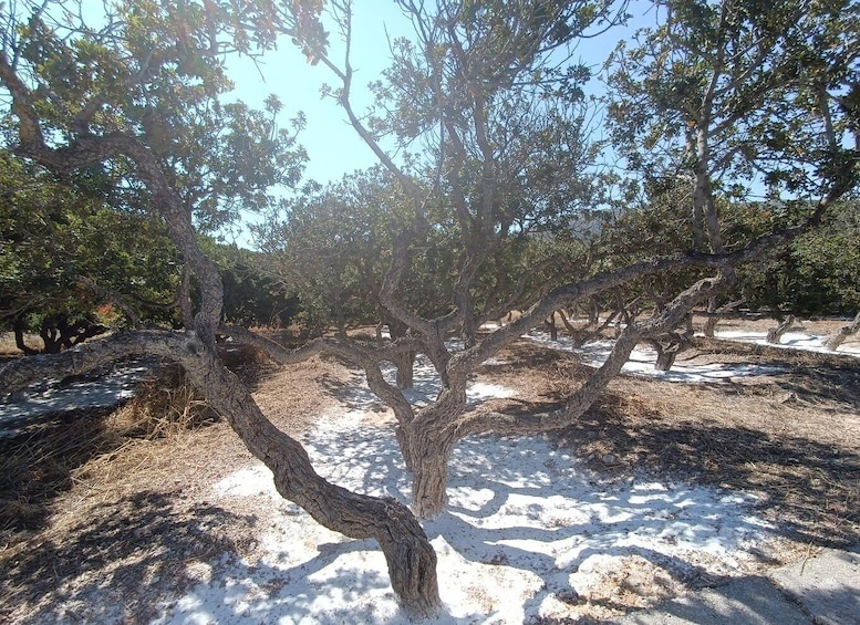 A tree with twisted branches in a dry, sandy area with other trees in the background. 1
