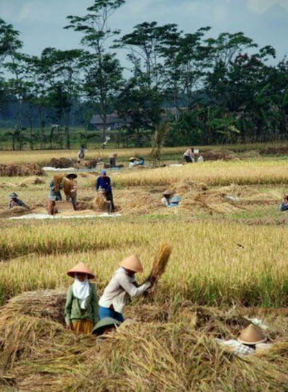 A rural landscape with people harvesting crops in a field. 4