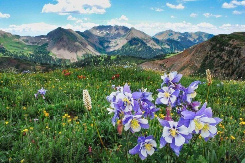 A mountainous landscape with purple flowers and green fields. 2