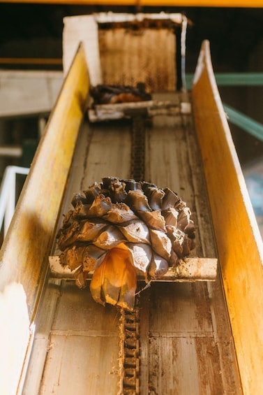 A wooden trough with a pine cone and a small orange object. 3