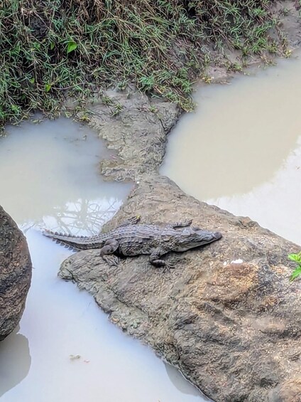 Picture 4 for Activity Yala National Park: Day Tour with Jeep Safari 2