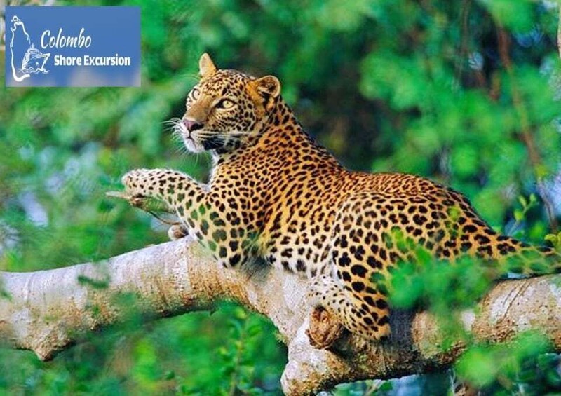 Picture 3 for Activity Yala National Park: Day Tour with Jeep Safari 5