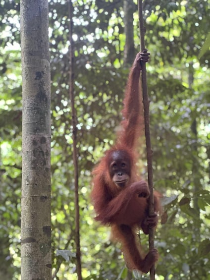 An orangutan hanging from a tree branch in a forest. 5
