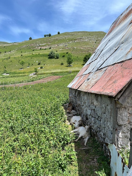 Picture 24 for Activity Hiking around Sarajevo: Full Day Hike to Lukomir Village 2