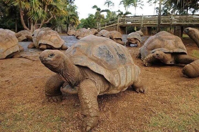 A group of large tortoises on a dirt path with trees in the background. 1