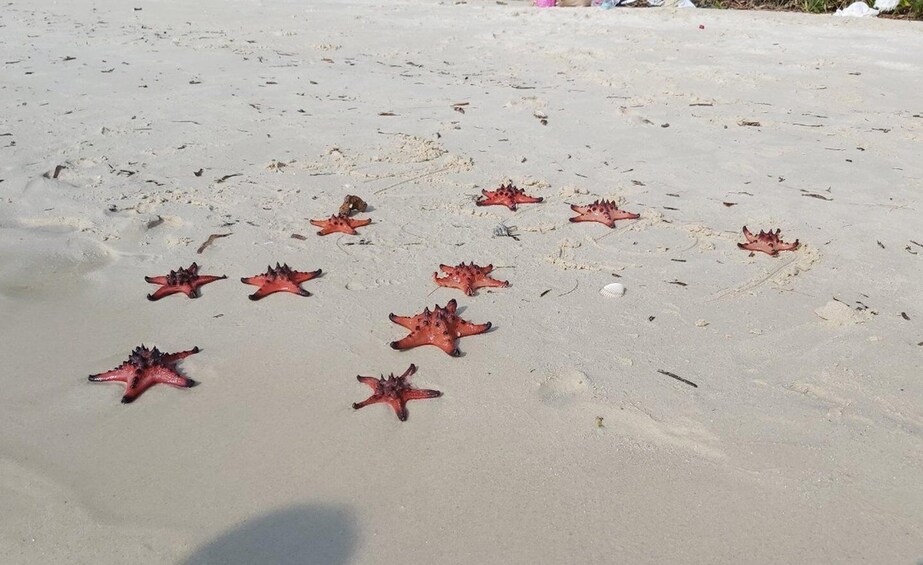 A sandy beach with scattered starfish. 4