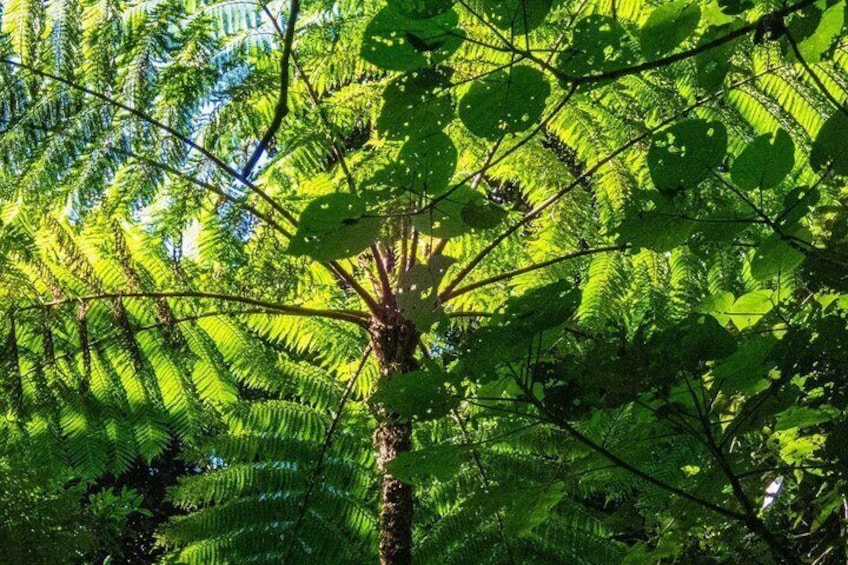 Bellthorpe Rainforest Private Tour 5
