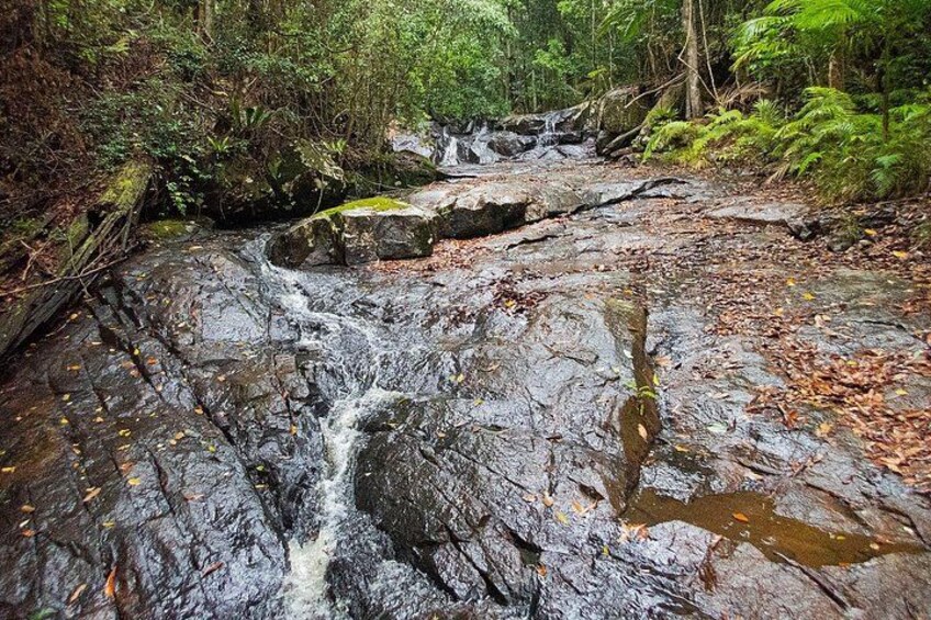 Bellthorpe Rainforest Private Tour 3