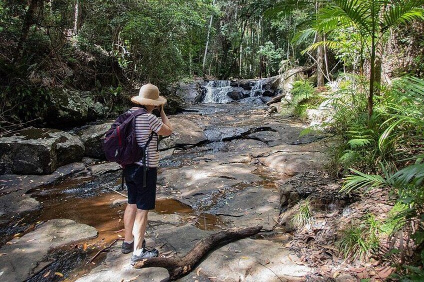 Bellthorpe Rainforest Private Tour 2