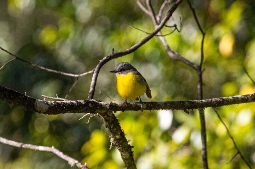Bellthorpe Rainforest Private Tour 2