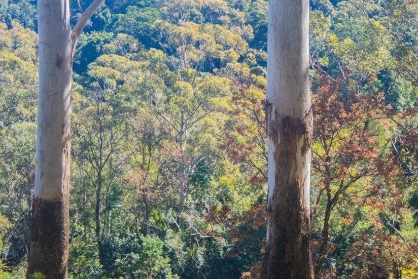 Bellthorpe Rainforest Private Tour 3