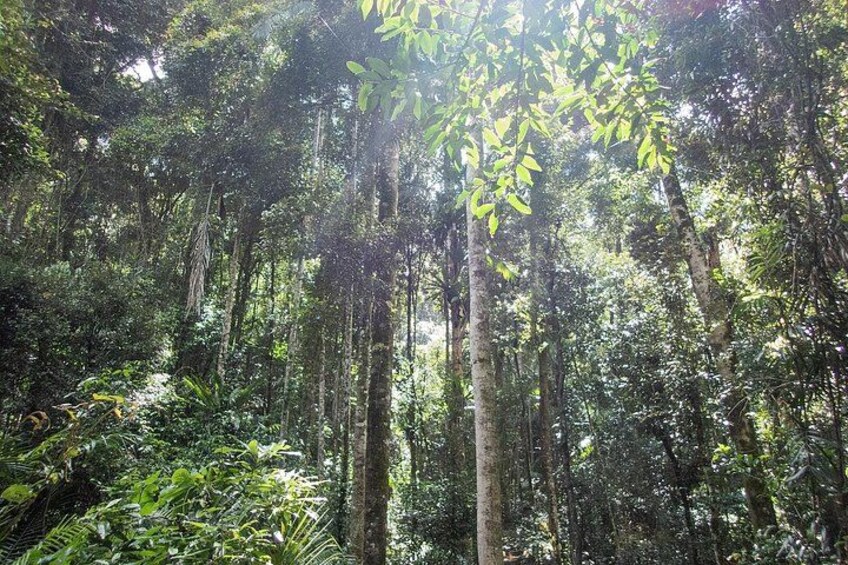 Canopy Rainforest 3