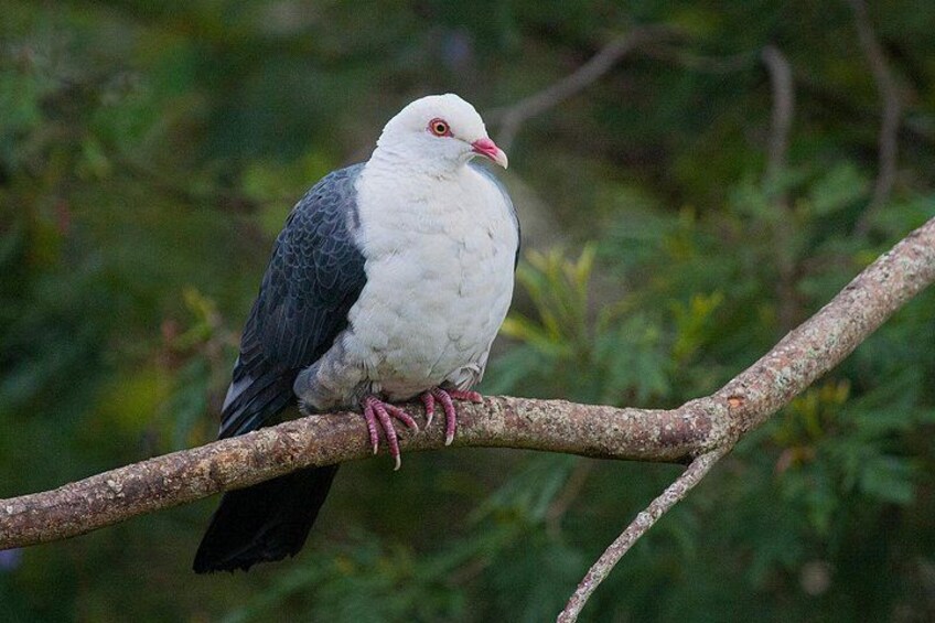 A white and grey bird perched on a branch. 3
