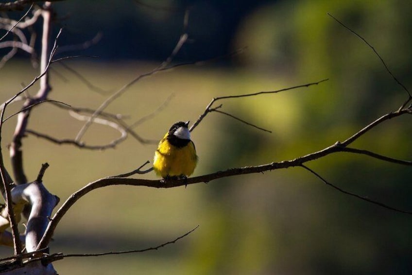 Bellthorpe Rainforest Private Tour 4