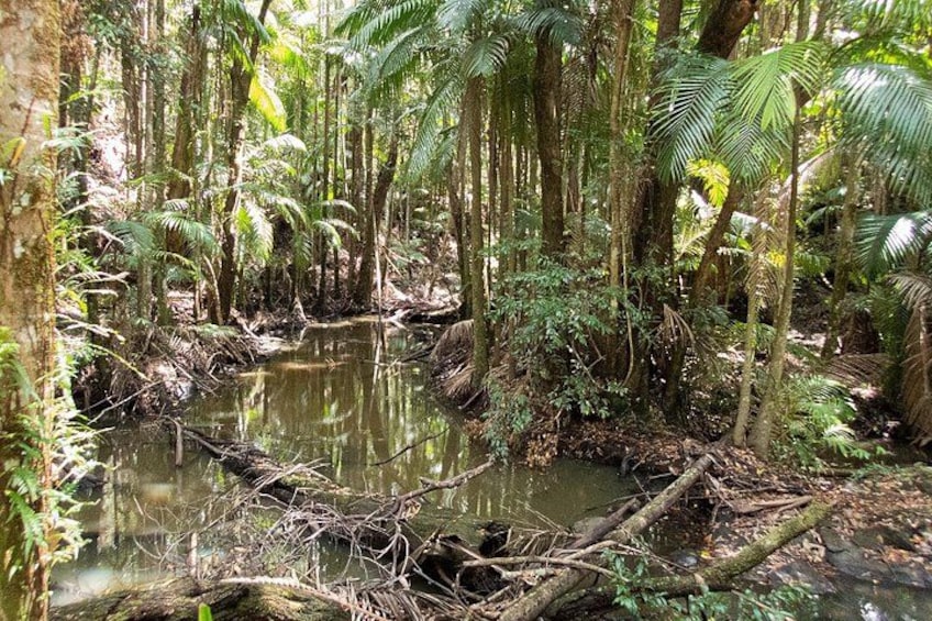A dense forest with a water body surrounded by tall trees and ferns. 2