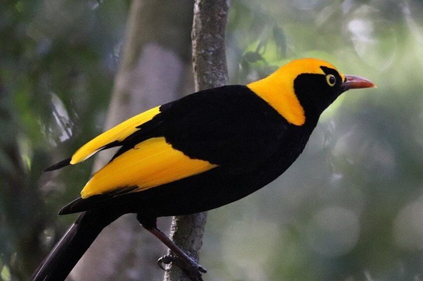 Regent Bower Bird 2