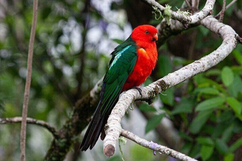 King Parrot 1