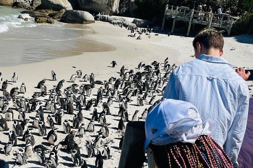 Half-Day Cape Highlights Table Mountain and Penguins 3