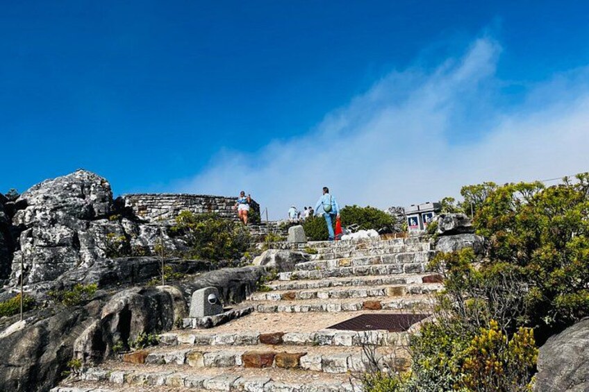Half-Day Cape Highlights Table Mountain and Penguins 5