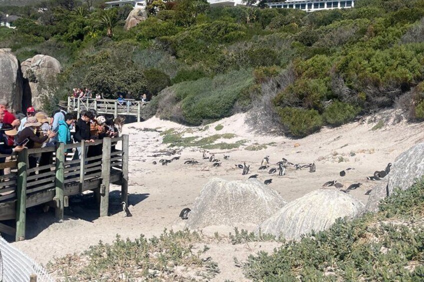 Half-Day Cape Highlights Table Mountain and Penguins 2
