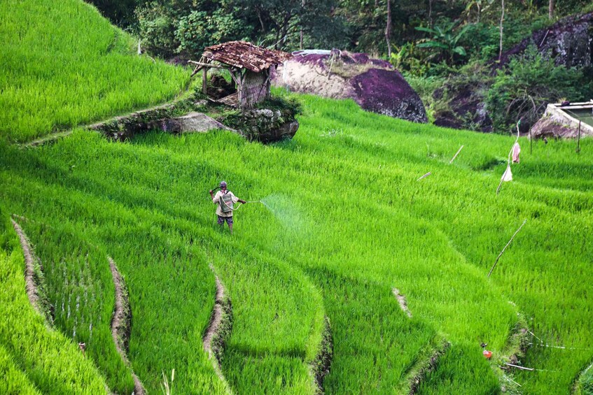 A person walking through terraced rice fields with a small structure in the background. 5