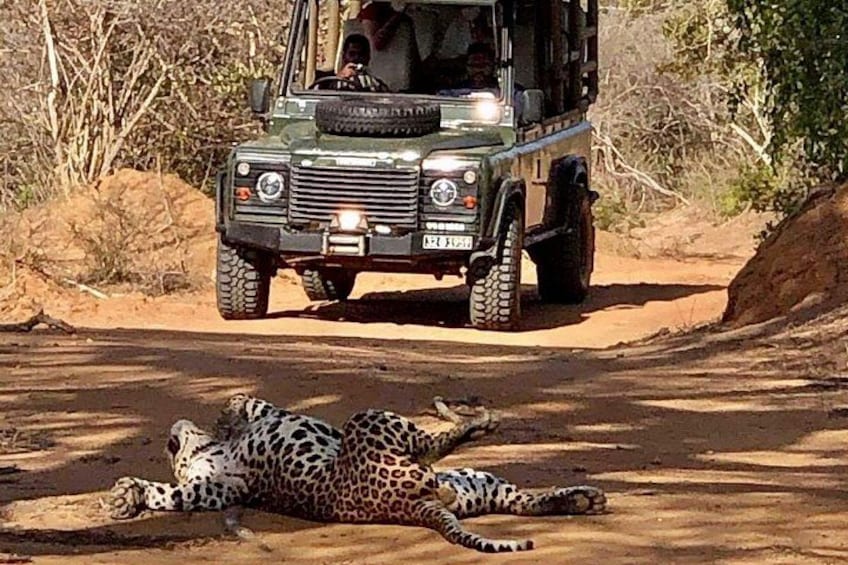 A leopard lying on the ground with a vehicle in the background. 4
