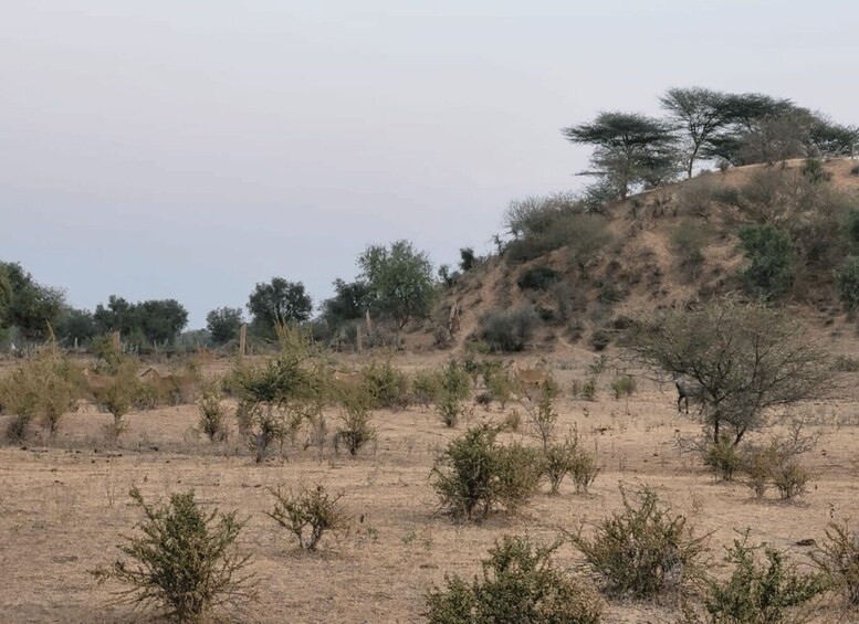 Ett torrt savannlandskap med gles vegetation, en kulle med ett ensamt träd och ett stängsel som syns på avstånd. 5