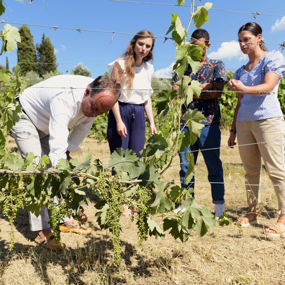 A group of people inspecting grapevines in a vineyard. 3
