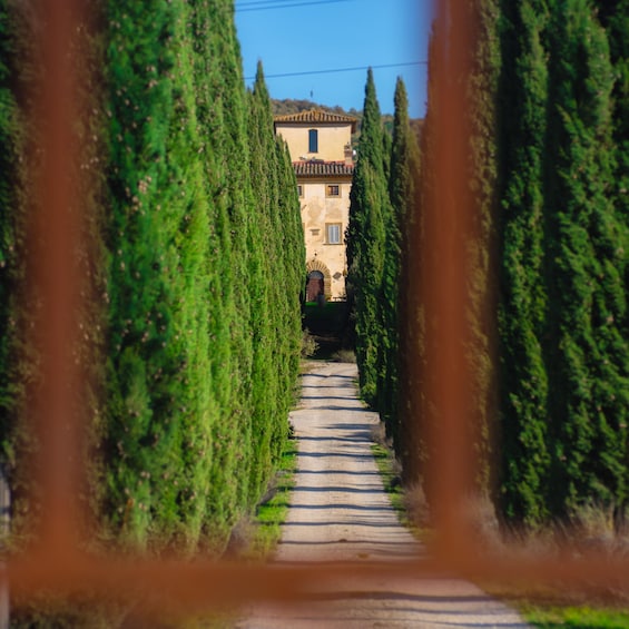 A pathway flanked by tall cypress trees leading to a building with a tiled roof. 4