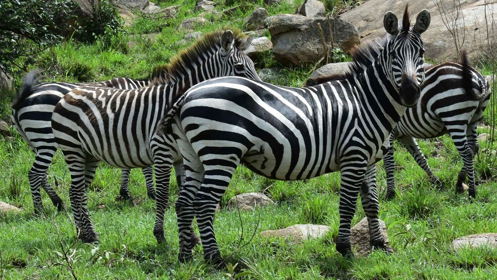 3-Day in Paradise, Tanzania Wildlife Safari Experience 1